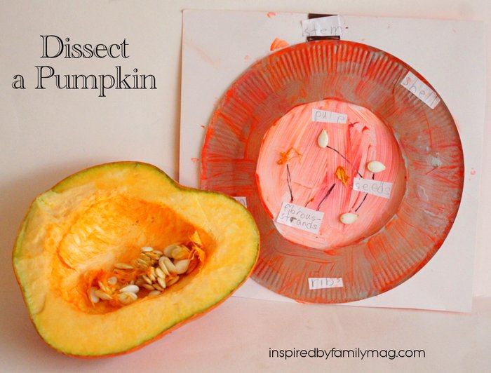 pumpkin science dissect a pumpkin
