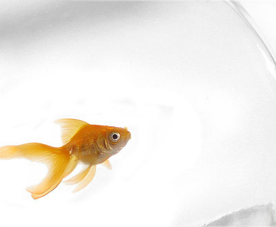 The Next Best Option To A Husband: Goldfish